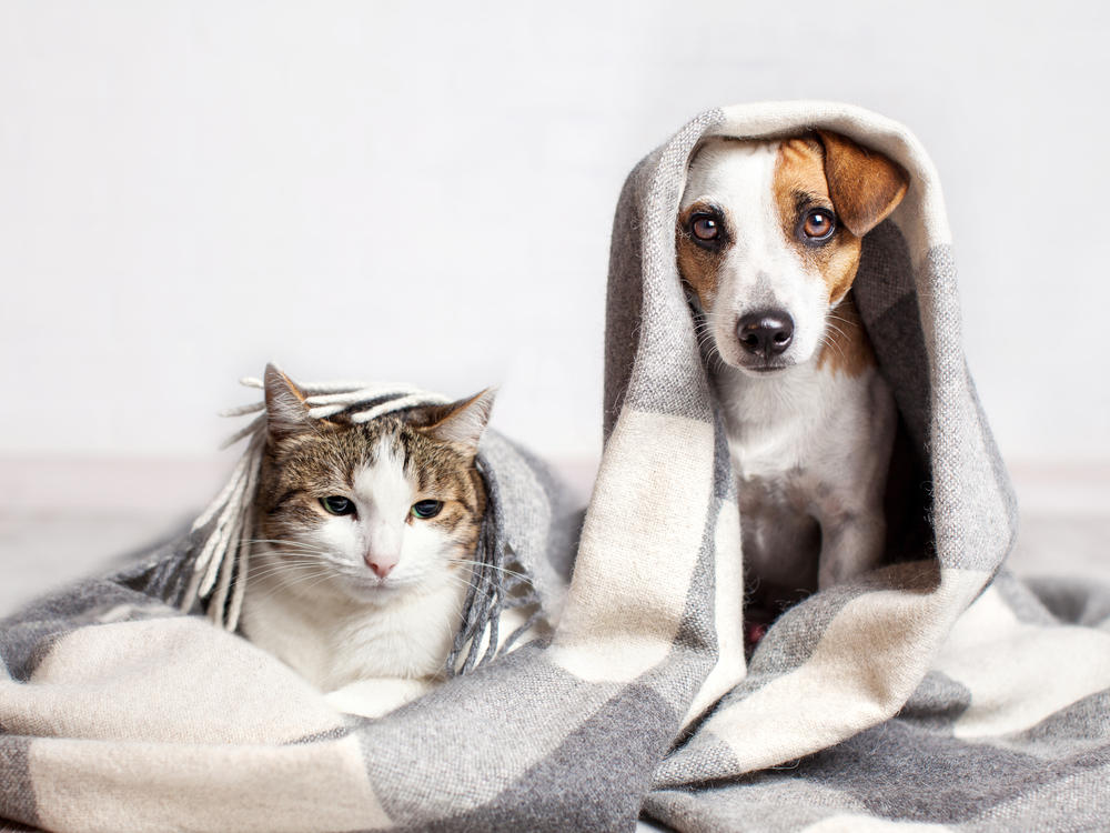 Two shivering in a cold house because of a broken furnace
